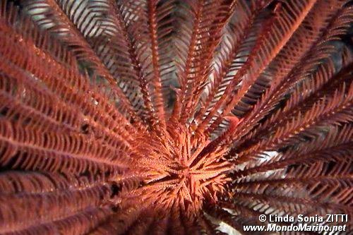 Crinoide rosso (Echinodermi n.d.)