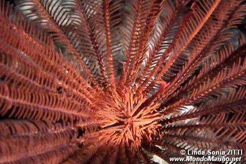 Crinoide rosso (Echinodermi n.d.)