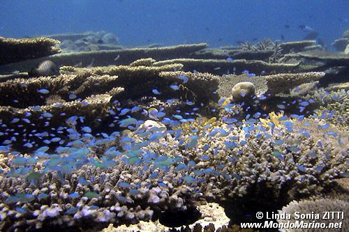 Castagnola verde (Chromis viridis)