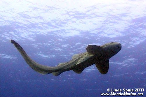 Squalo leopardo (Stegosmatidae stegostoma fasciatum)