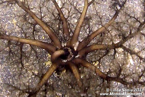 Oloturia scavatrice (Neothyonidium magnum)