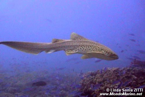 Squalo leopardo (Stegostomatidae stegostoma fasciatum)