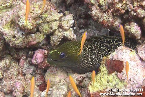 Murena ondulata (Gymnothorax undulatus)