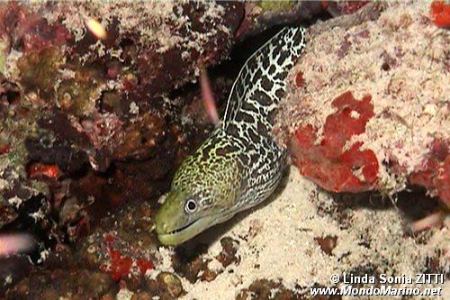 Murena ondulata (Gymnothorax undulatus)