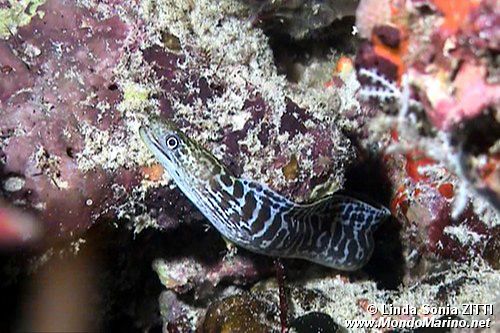 Murena ondulata (Gymnothorax undulatus)