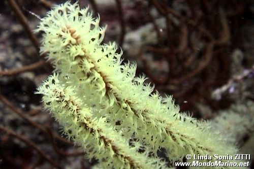 Polipi di gorgonia (Gorgonia n.d.)