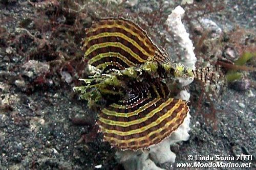 Pesce cobra zebrato (Dendrochirus zebra)