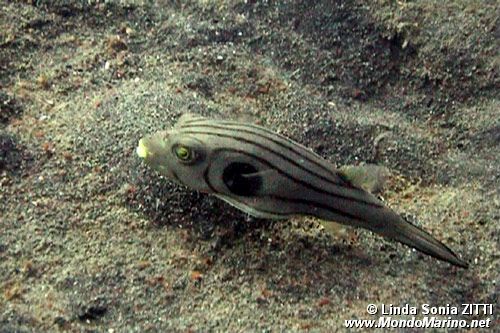 Pesce palla striato (Arothron manilensis)