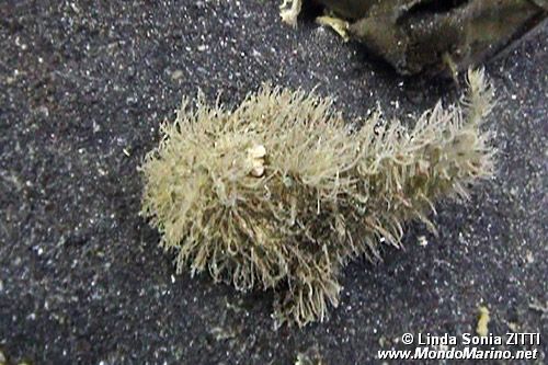 Pesce rana striato (Antennarius striatus)