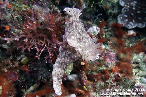 Nudibranchio (Cerastosoma trilobatum)