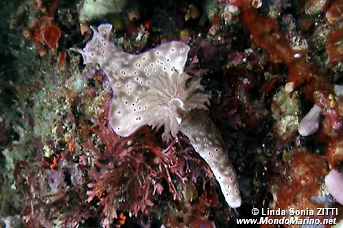 Nudibranchio (Cerastosoma trilobatum)