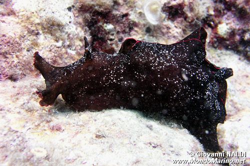 Lepre di mare (Aplysia fasciata)