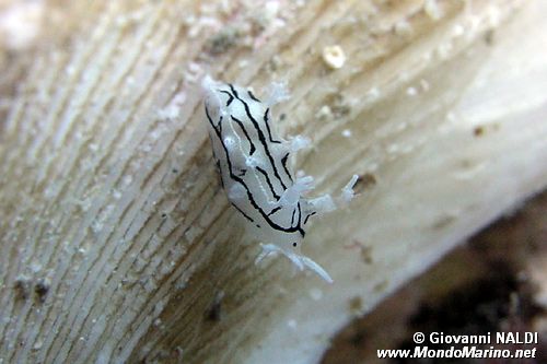 Tritonia (Tritonia striata)