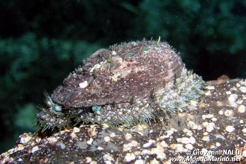 Orecchia di mare (Haliotis tuberculata lamellosa)