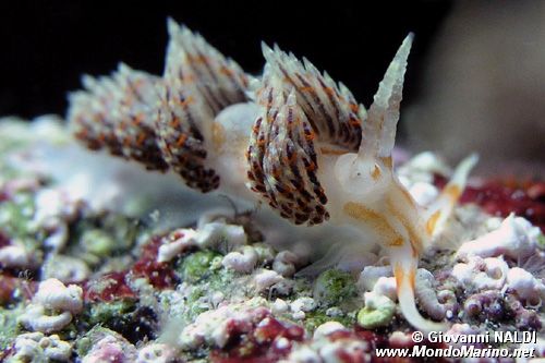 Facelina coronata (Facelina coronata)