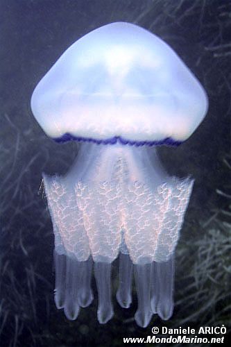 Polmone di mare (Rhizostoma pulmo)