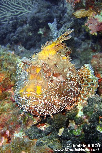 Scorfano rosso (Scorpaena scrofa)