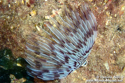 Verme pavone (Sabella penicillus)