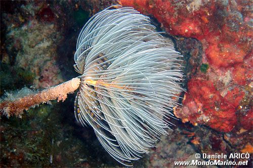 Spirografo (Sabella spallanzanii)