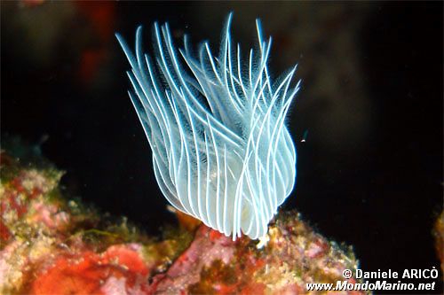 Verme dal ciuffo bianco (Protula tubularia)