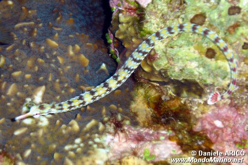 Pesce ago a bande gialle (Corythoichthys flavofasciatus)