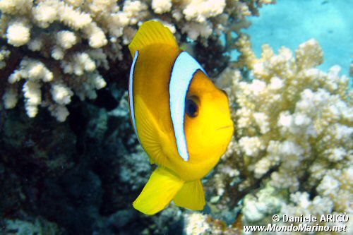 Pesce pagliaccio (Amphiprion bicinctus)