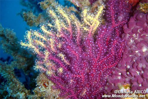 Gorgonia rossa (Paramuricea clavata)