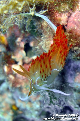 Dondice (Dondice banyulensis)
