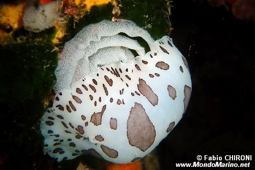 Vacchetta di mare (Discodoris atromaculata)