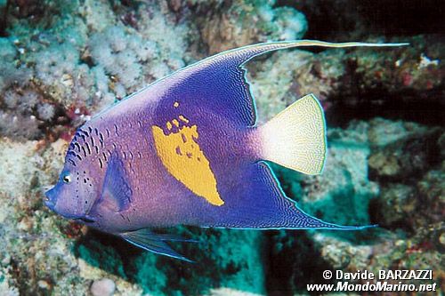 Pesce angelo maculato (Pomacanthus maculosus)