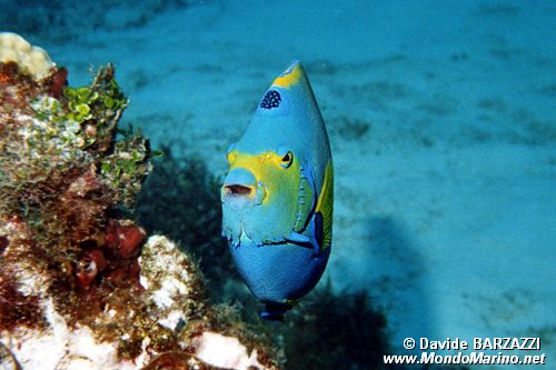 Pesce angelo regina (Holacanthus ciliaris)