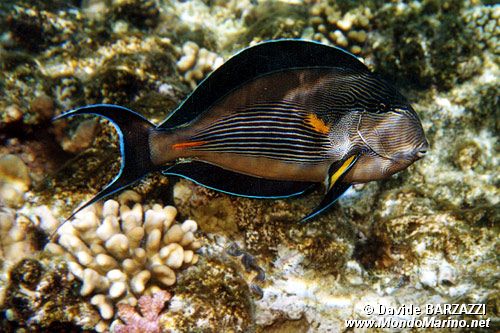 Pesce chirurgo (Acanthurus sohal)