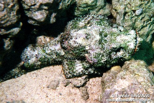 Pesce scorpione tessellato (Scorpaenopsis oxycephala)