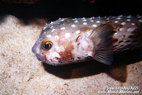 Pesce istrice (Cyclichthys spilostylus)