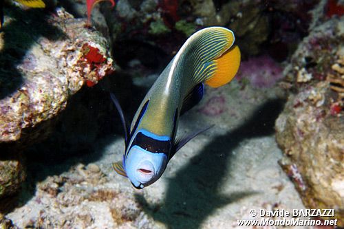 Pesce angelo imperatore (Pomacanthus imperator)
