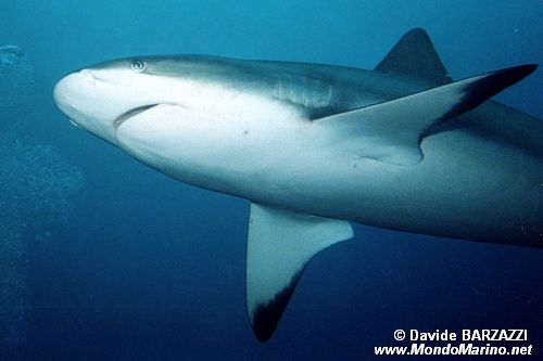 Squalo grigio del reef (Carcharhinus amblyrhynchos)