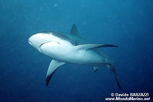 Squalo grigio del reef (Carcharhinus amblyrhynchos)