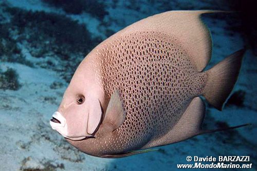 Pesce angelo grigio (Pomacanthus arcuatus)