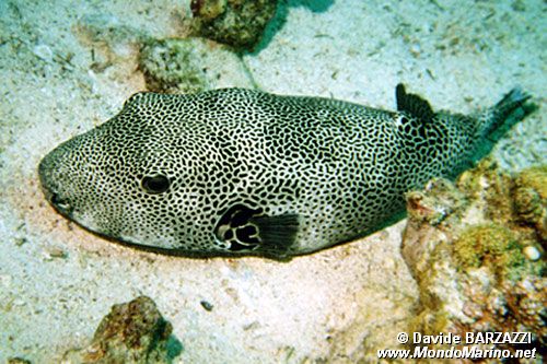 Pesce palla (Arothron stellatus)
