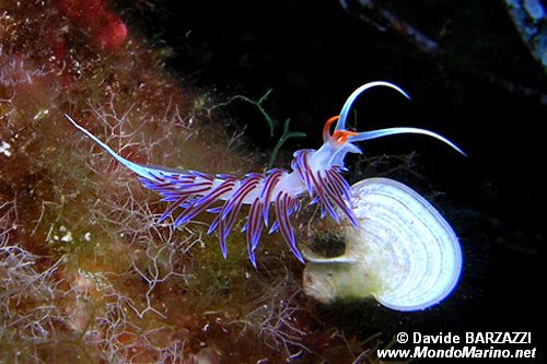 Cratena (Cratena peregrina)