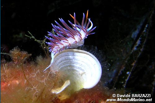 Cratena (Cratena peregrina)