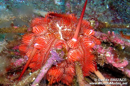 Riccio matita (Stylocidaris affinis)