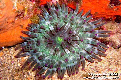 Anemone grosso (Cribrinopsis crassa)