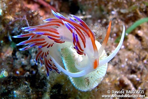 Cratena (Cratena peregrina)