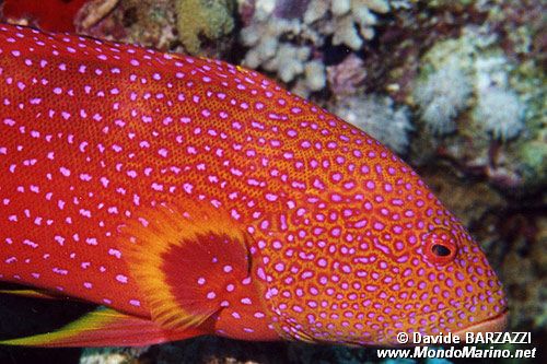 Cernia coda mezzaluna (Variola louti)