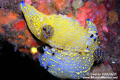 Doride dipinto (Hypselodoris picta)
