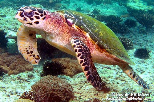 Tartaruga (Eretmochelys imbricata)