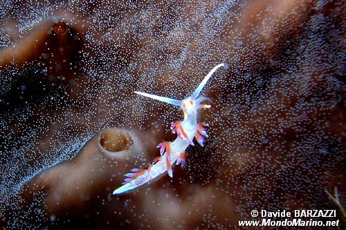 Cratena (Cratena peregrina)