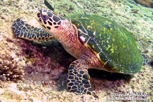 Tartaruga (Eretmochelys imbricata)