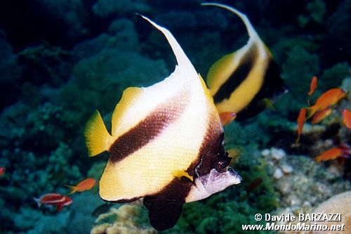 Pesce farfalla virgola (Heniochus intermedius)